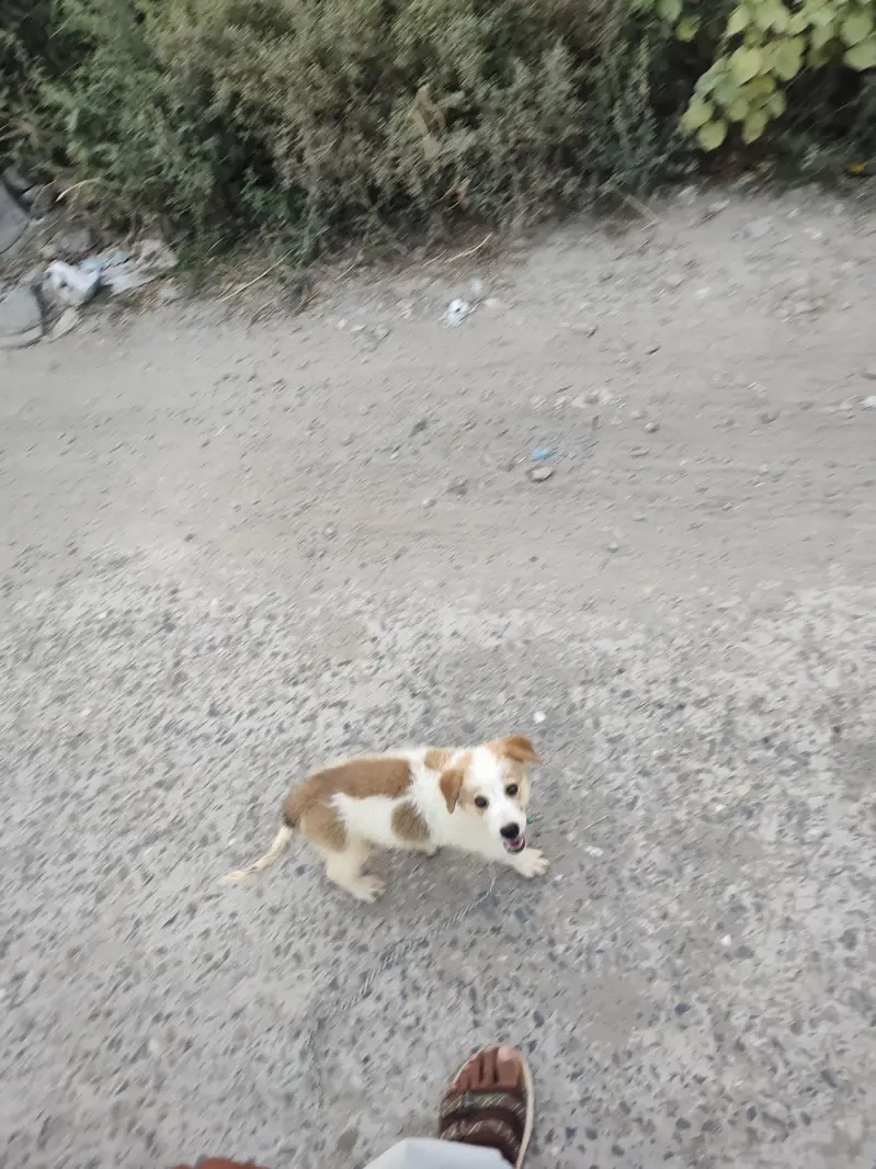 Russian dog white brown — photo 2