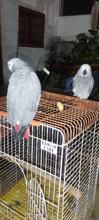 African Grey Parrot Pair for sell