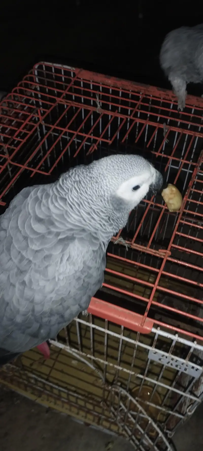 African Grey Parrot Pair for sell — photo 2