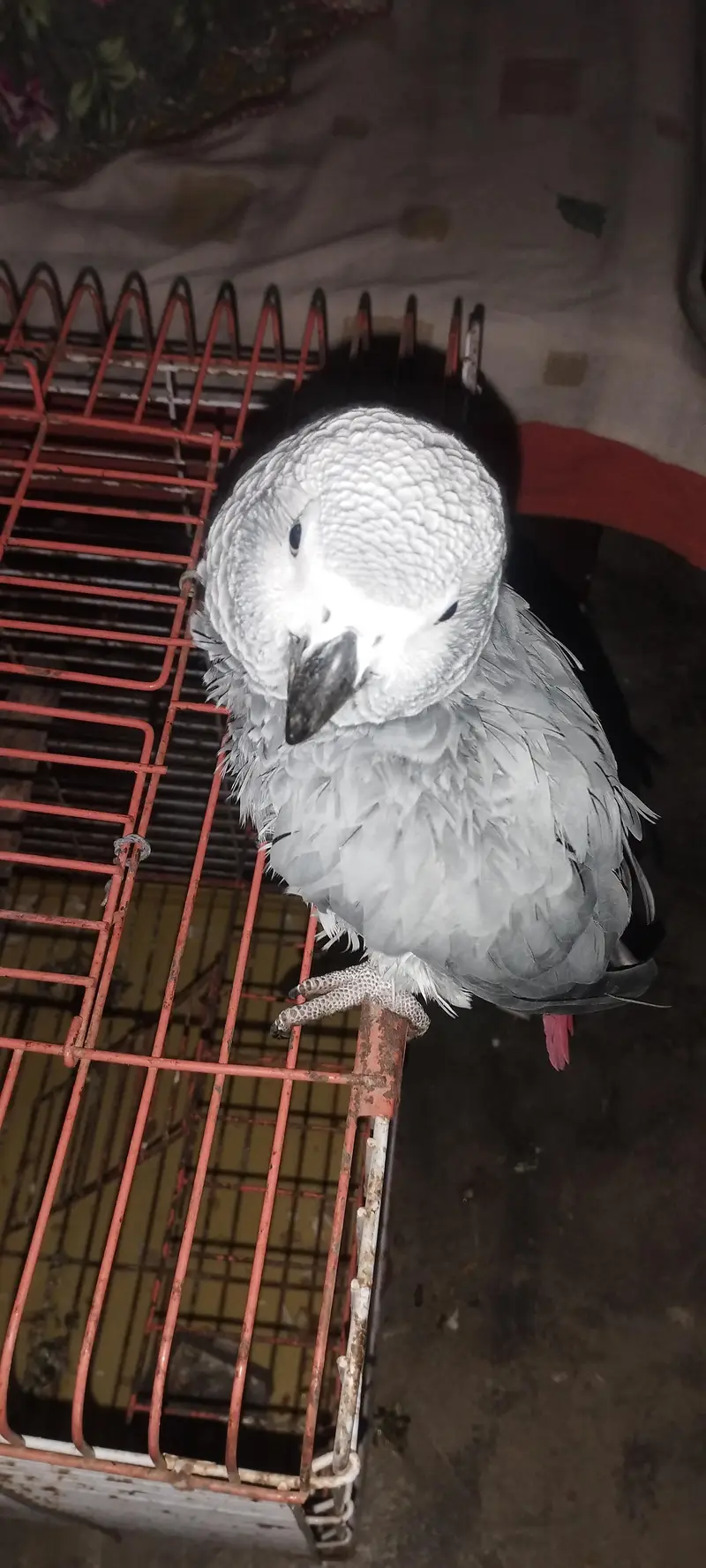 African Grey Parrot Pair for sell — photo 3
