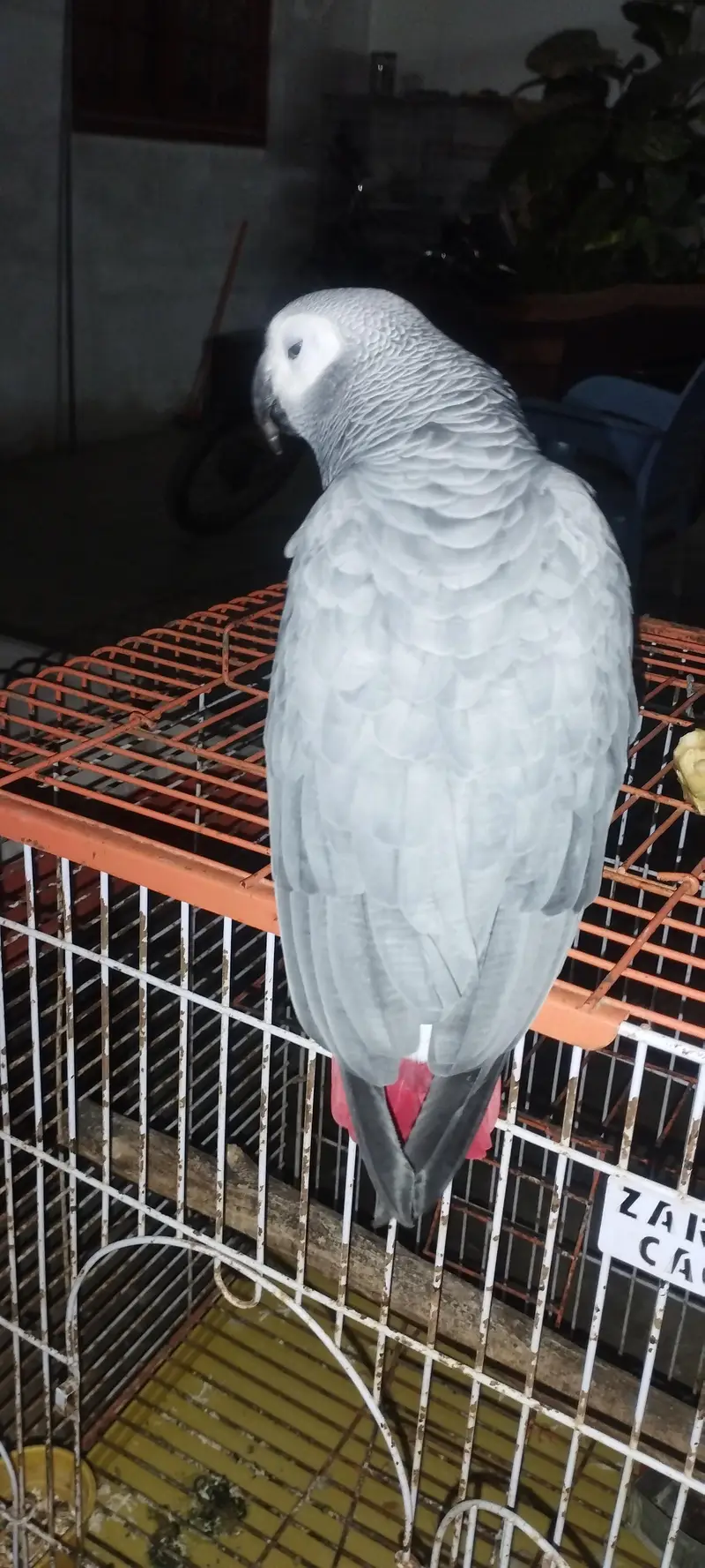 African Grey Parrot Pair for sell — photo 4