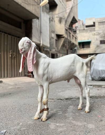 rajanpuri male bacha for sale