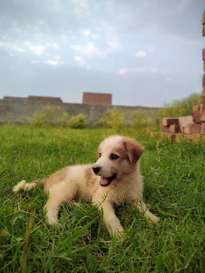 Russian dog white brown