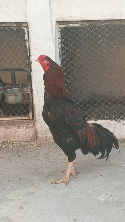 Aseel lakha murgha for sale
