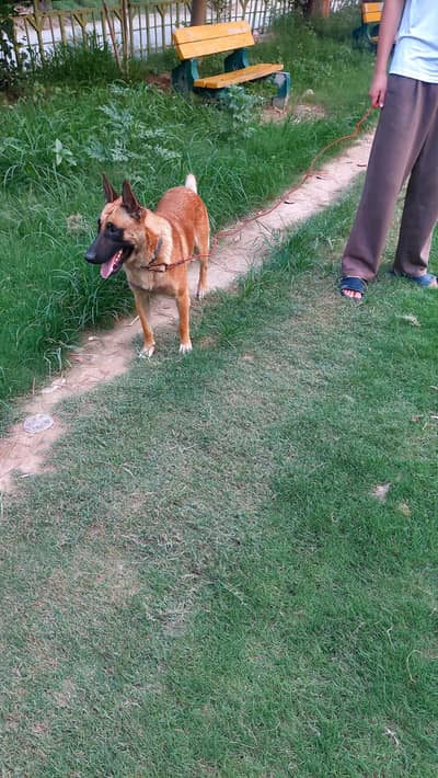 belgian malinois friendly or active dog hai stron working line.