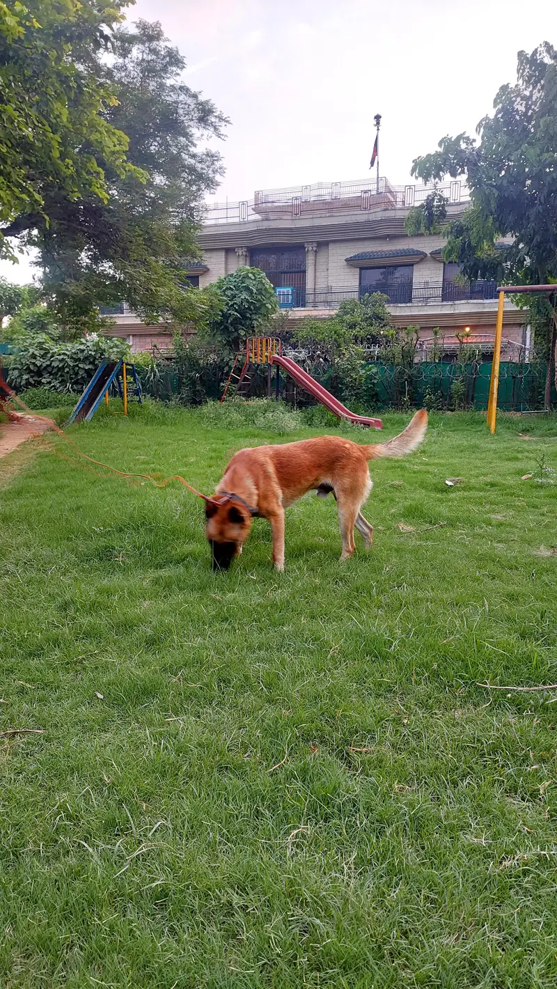 belgian malinois friendly or active dog hai stron working line. — photo 2