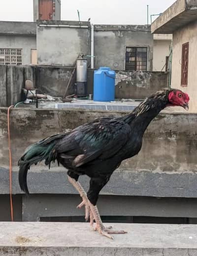 High Quality Aseel Patha Pathi for sale young healthy active