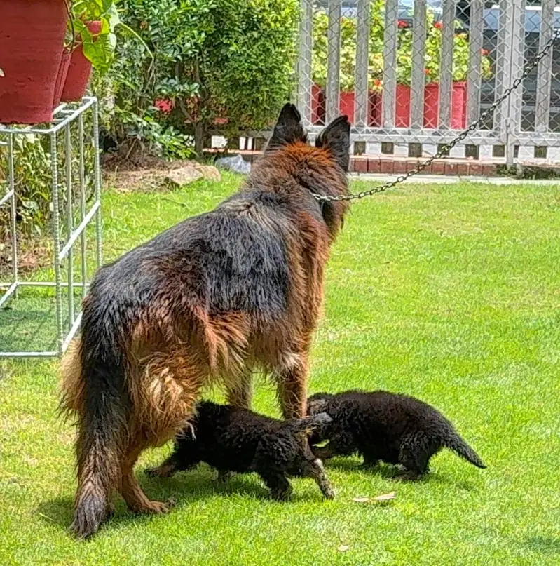 German Shepherd Pair — photo 8