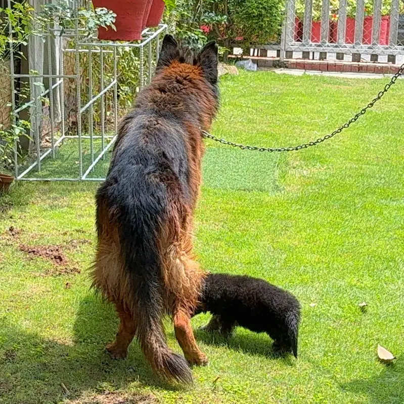 German Shepherd Pair — photo 9