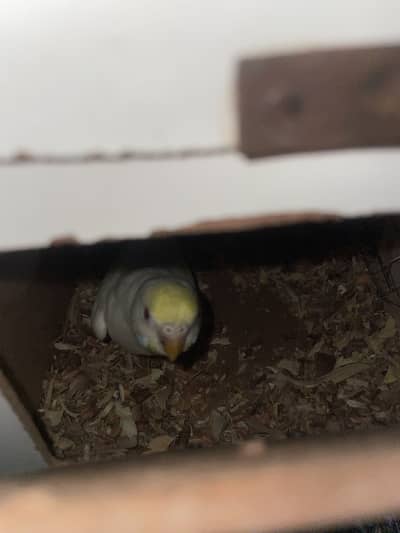 Parrots for sale