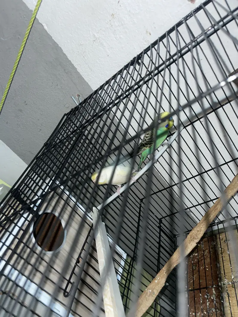 Parrots for sale — photo 2