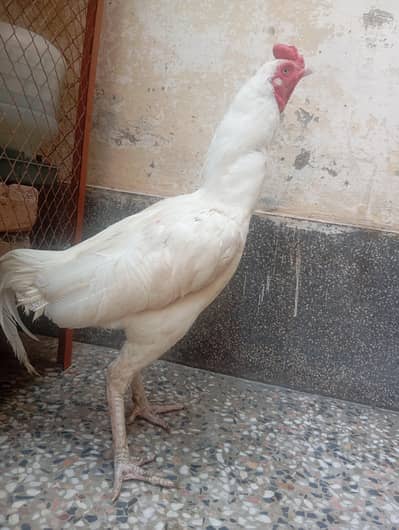 HEERA ASEEL MALE FOR SALE 
