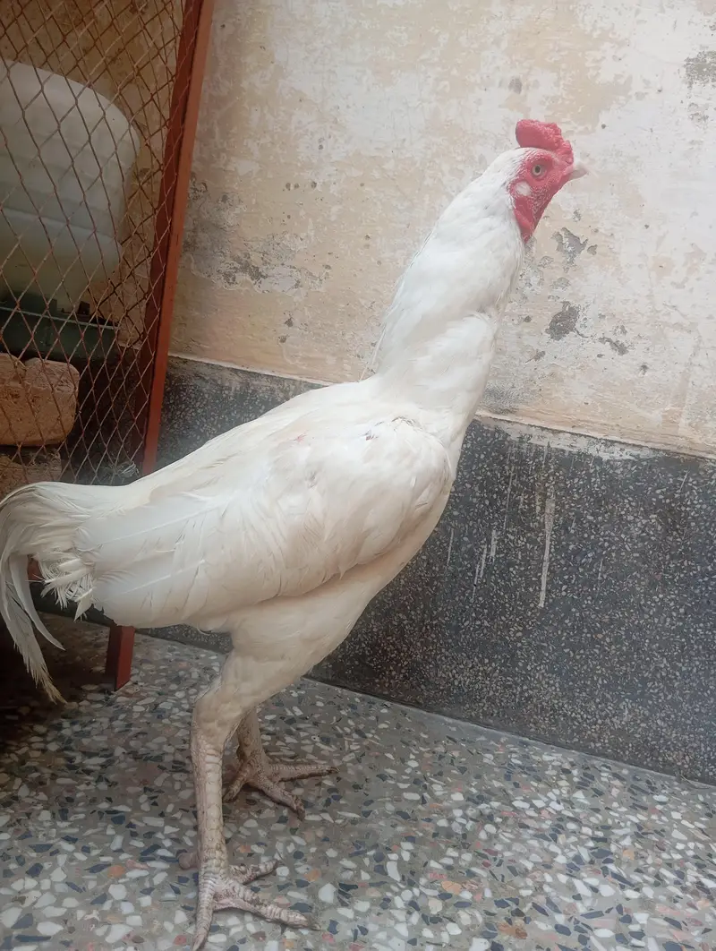 HEERA ASEEL MALE FOR SALE  — photo 2