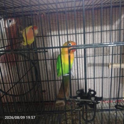 lovebirds breeding pair