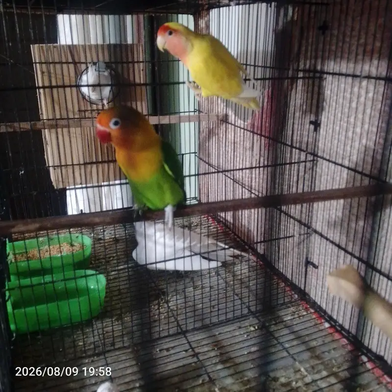 lovebirds breeding pair — photo 2