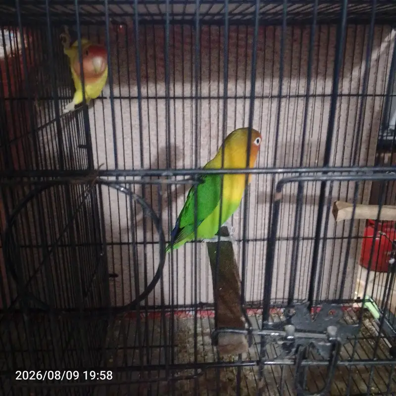 lovebirds breeding pair — photo 3