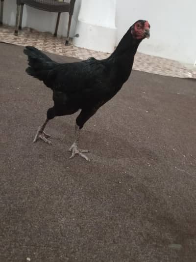 aasil hai