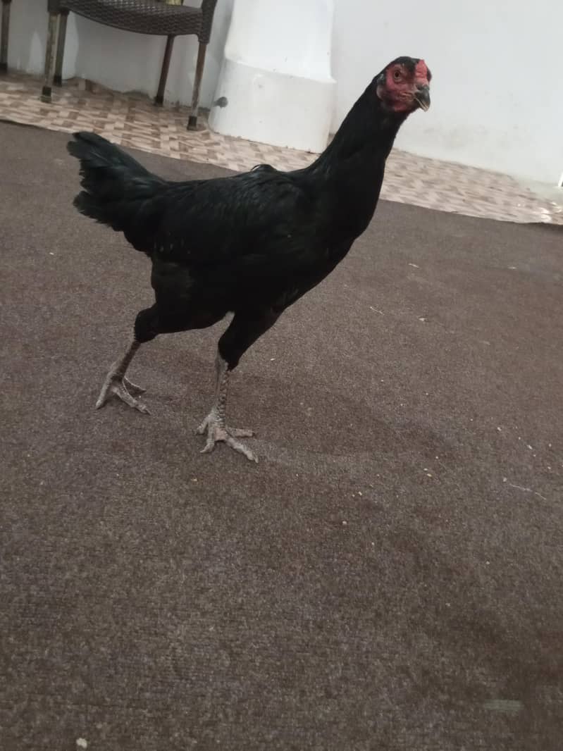 aasil hai 0