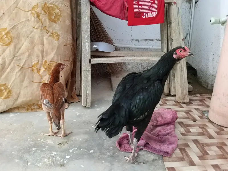 aasil hai — photo 2