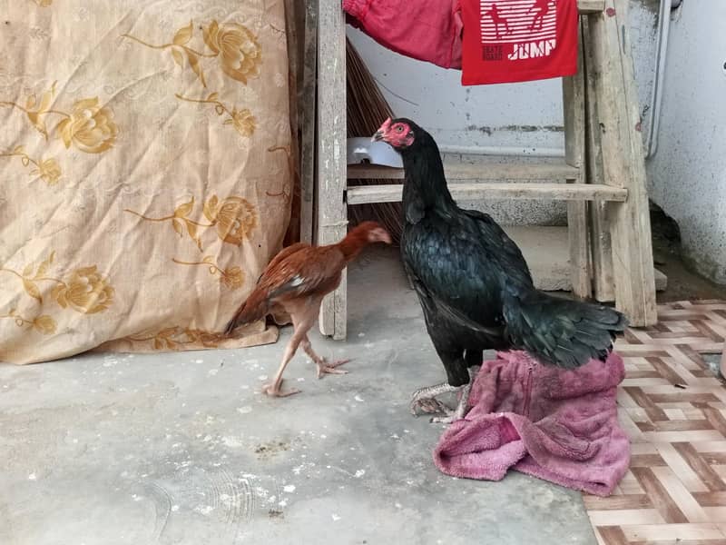 aasil hai 2