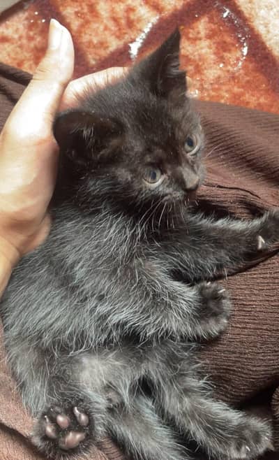 Persian Cat Male and Female vaccinated 1 Month age