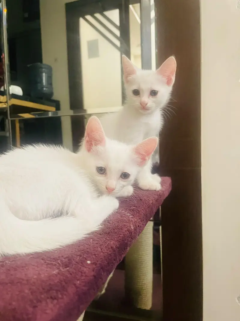 Persian Cat Male and Female vaccinated 1 Month age — photo 2
