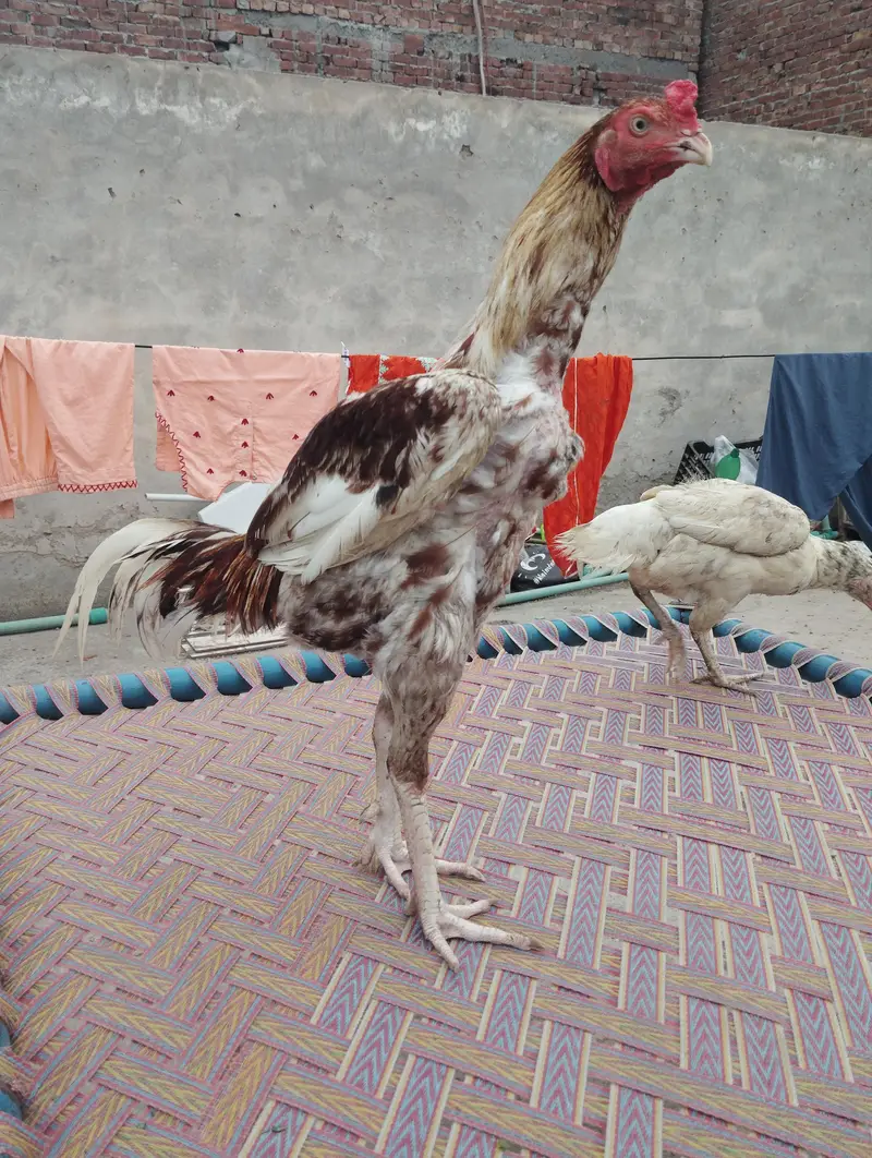 aseel pair — photo 5