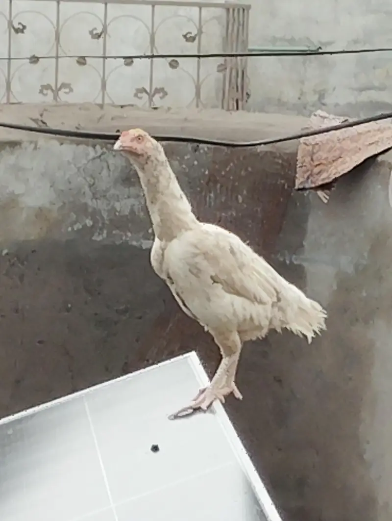 aseel pair — photo 7