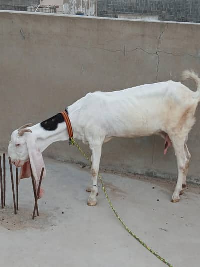 gulabi bakri with childs