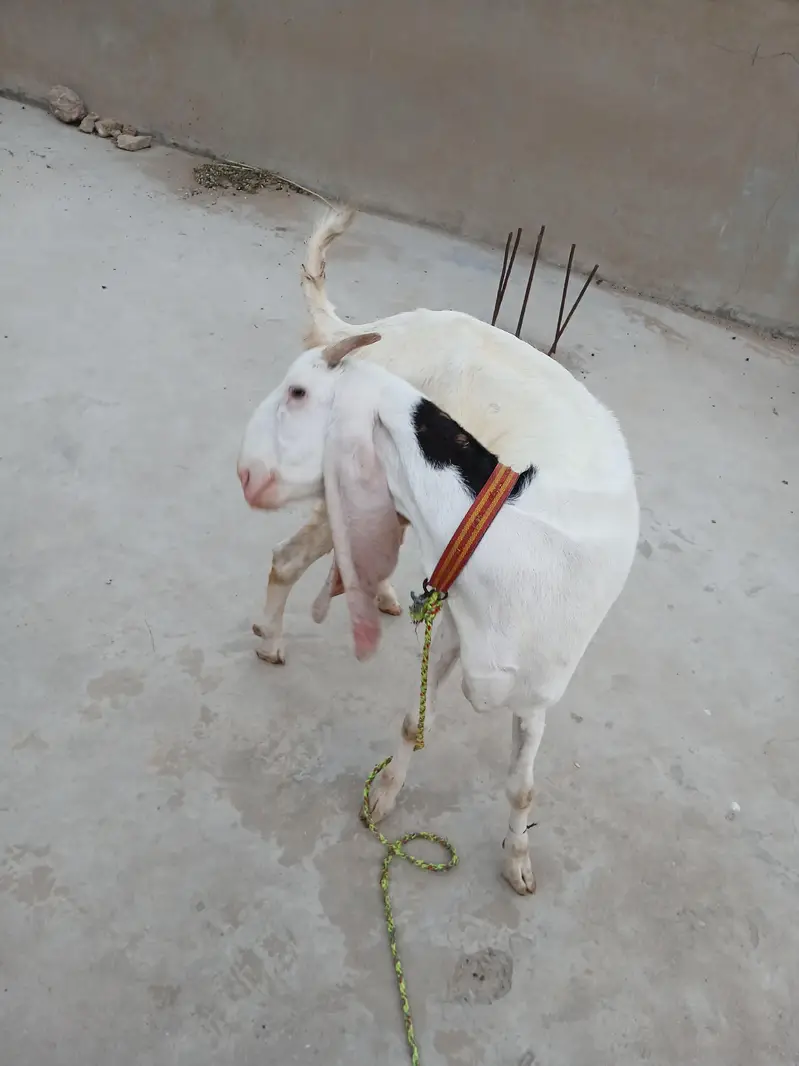 gulabi bakri with childs — photo 2