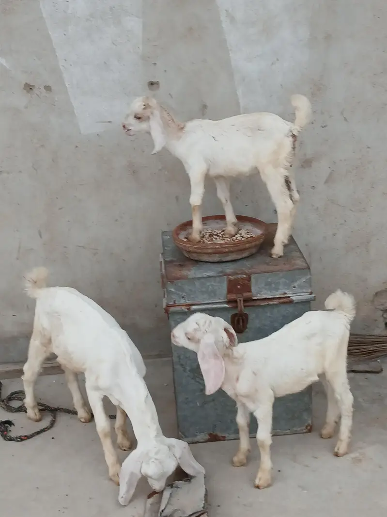gulabi bakri with childs — photo 3