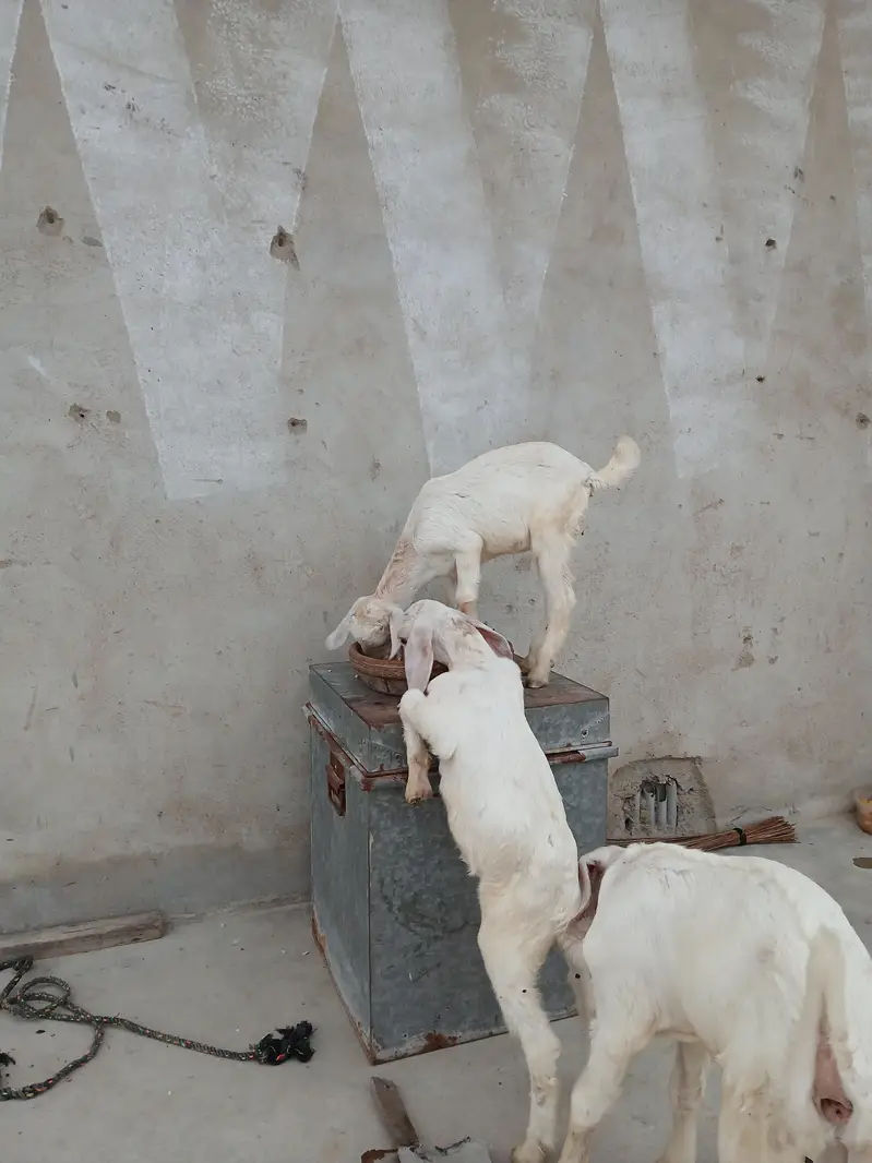 gulabi bakri with childs — photo 4