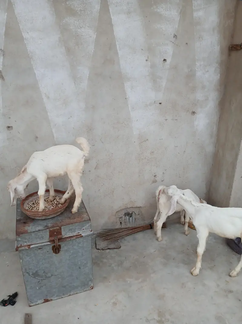 gulabi bakri with childs — photo 5