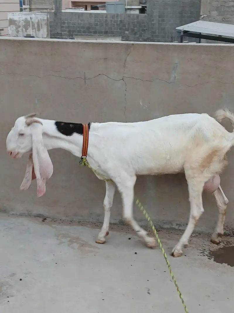 gulabi bakri with childs — photo 6