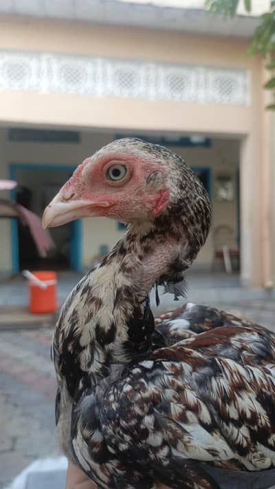 mianwali aseel for sale