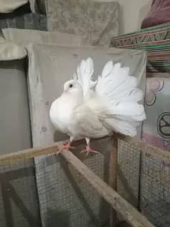 White and Black Tail Lackay Pigeon