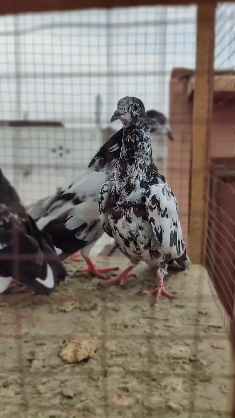 Ali wla  35 wla chappra pegion(kabutar) — photo 8