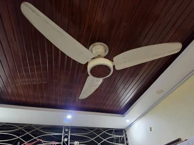 Royal fan