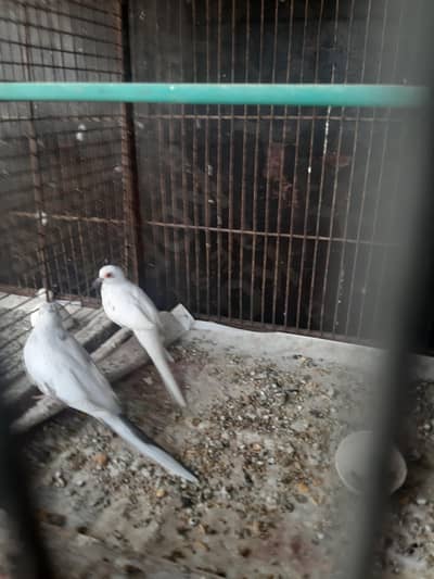 Red & Diamond paid doves for sale