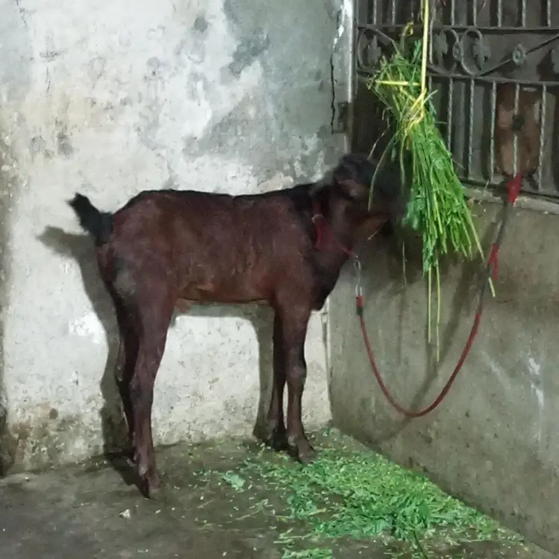 Nagra nasl ha 10 month ka ha — photo 2