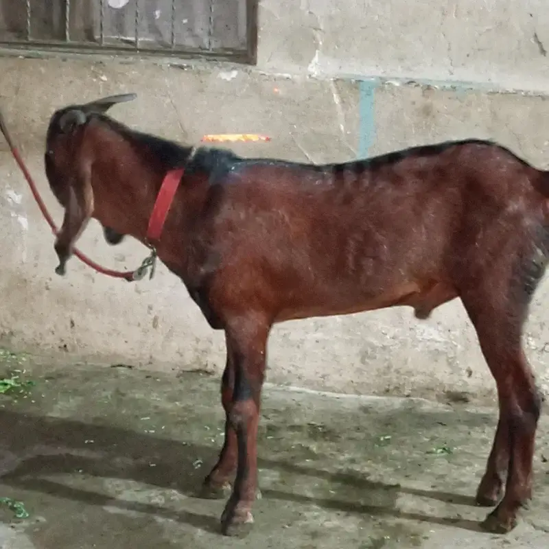 Nagra nasl ha 10 month ka ha — photo 3