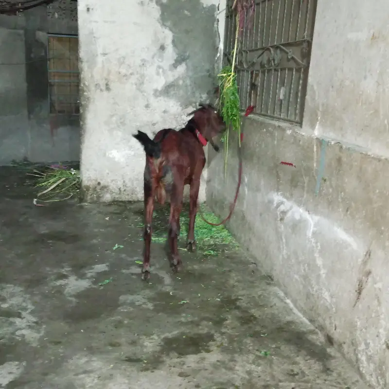Nagra nasl ha 10 month ka ha — photo 4
