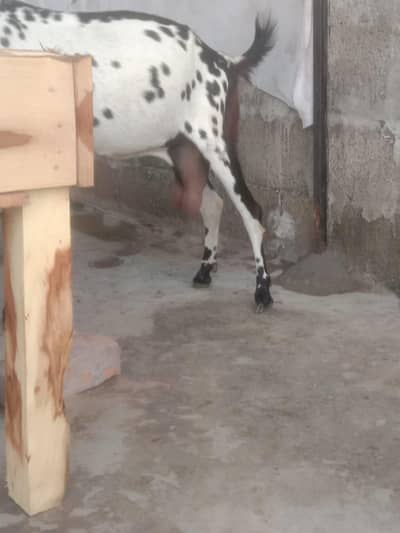 dogli bakri dhoodh wali