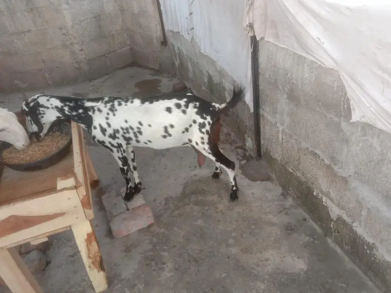 dogli bakri dhoodh wali — photo 2