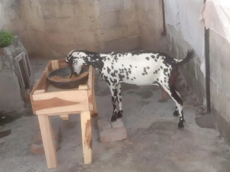 dogli bakri dhoodh wali — photo 3