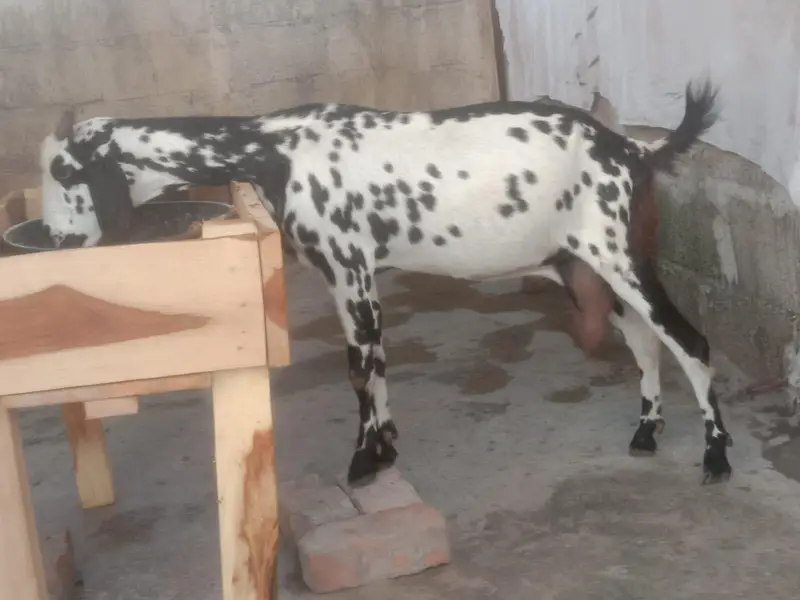 dogli bakri dhoodh wali — photo 4