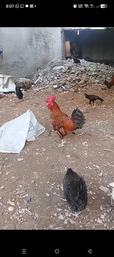 Red rooster