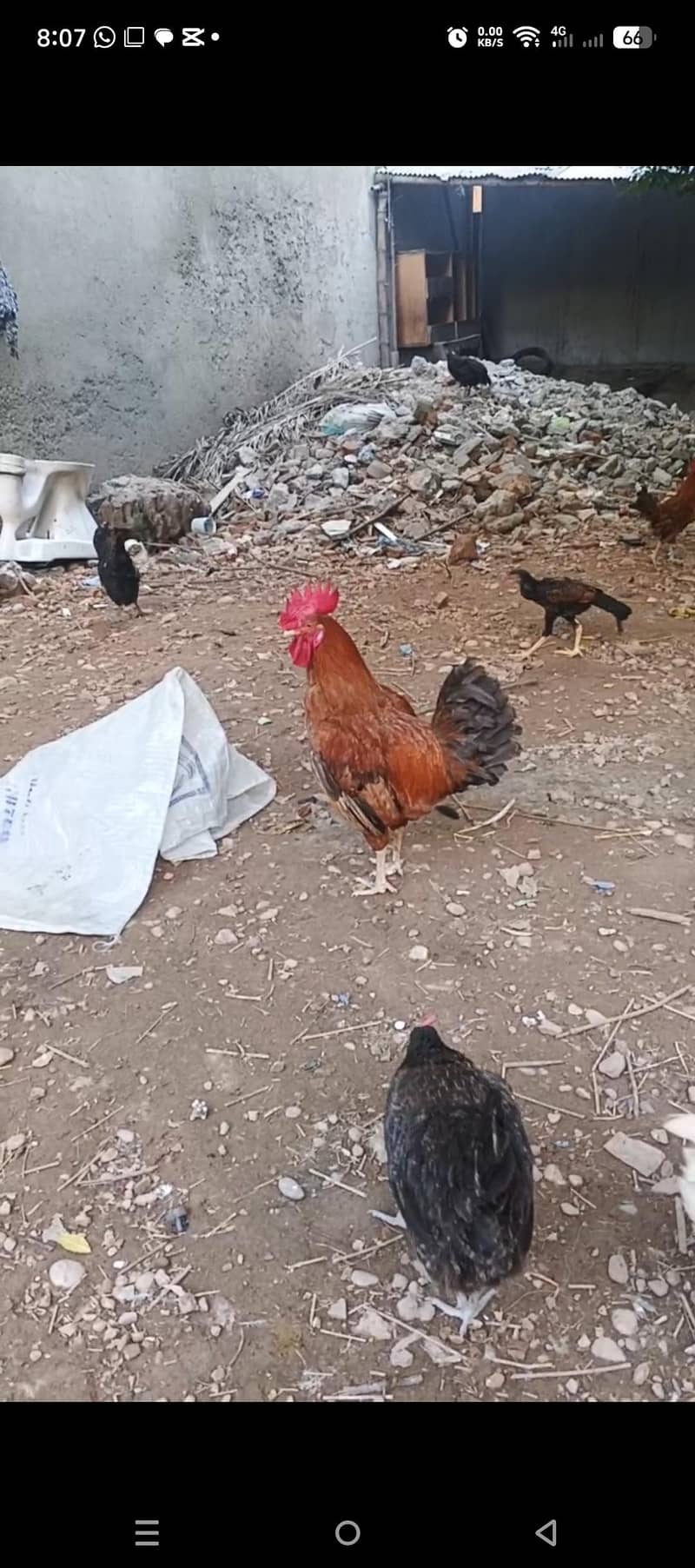 Red rooster 0