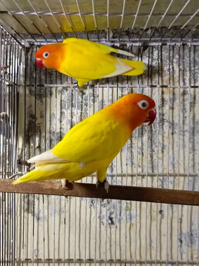 Love birds breeder pairs setup