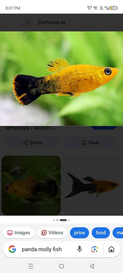 Molly fish male 2 pcs